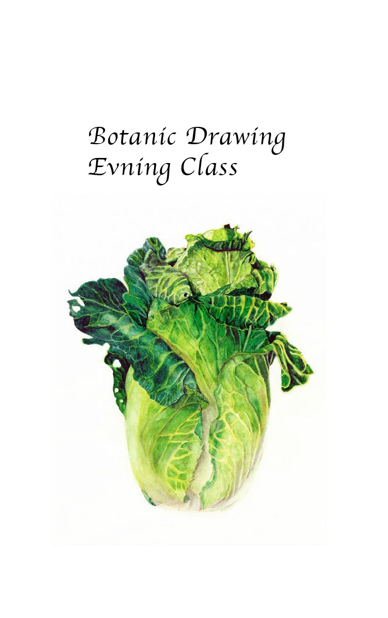 Botanic Drawing